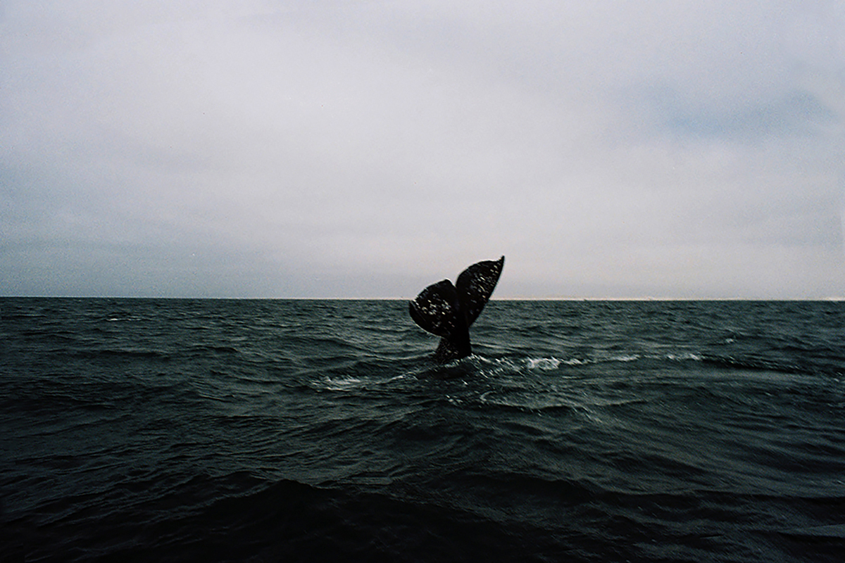 angelica escoto fotografa huellas ellas y ballenas.jpg