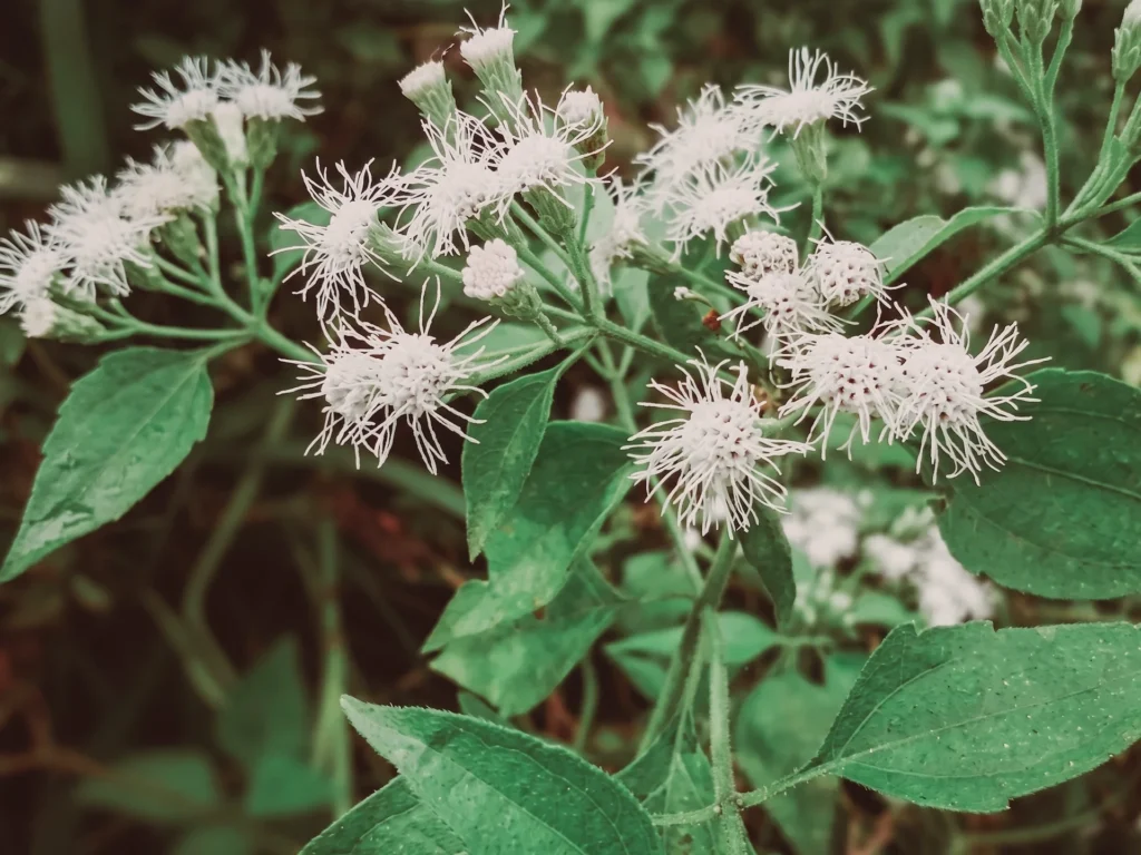 Primer plano de la planta Calea zacatechichi, conocida como Hoja de Dios en Oaxaca, utilizada para la inducción de sueños lúcidos y claridad onírica.