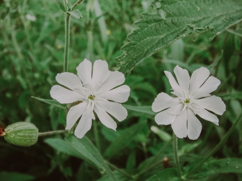 Detalle de la raíz Silene undulata, planta sagrada del pueblo Xhosa utilizada como modulador de la profundidad del sueño y nutrición neuronal.