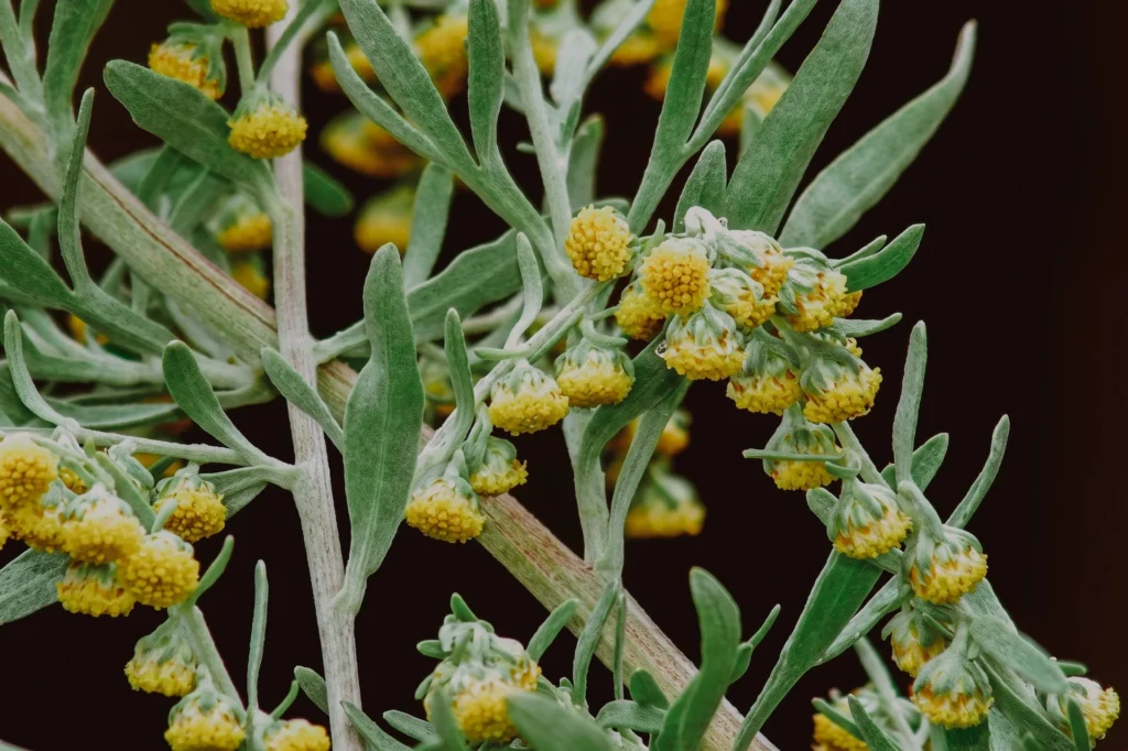 Primer plano de la planta Artemisia absinthium (Ajenjo) con enfoque botánico, utilizada como inhibidor de la acetilcolinesterasa para la regulación del sueño REM.
