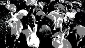 CONEJOS BLANCOS, DE LEONORA CARRINGTON