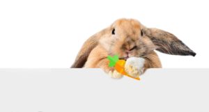 UN CONEJO EN LA VÍA, UN CUENTO PARA NIÑOS