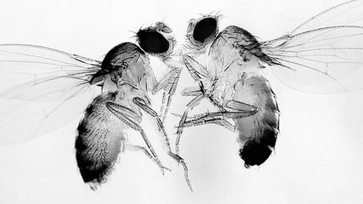 QUÉ FÁCIL SERÍA PARA ESTA MOSCA, DE BONIFAZ NUÑO