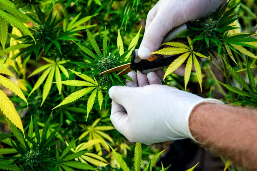 cannabis CONTIENE DOS ÁCIDOS QUE EVITARÍAN PROPAGACIÓN DE COVID-19