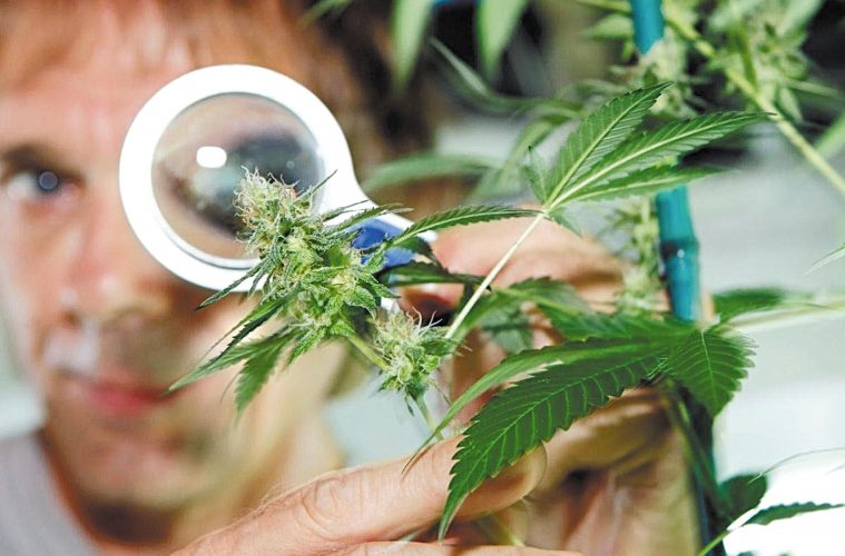 cannabis medicinal, nuevos medicamentos en España