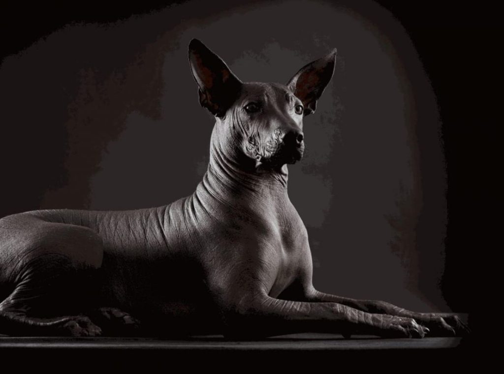 xoloitzcuintle