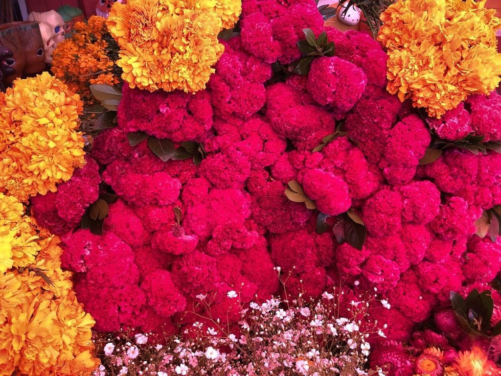 La Flor Morada De Terciopelo Para DÍa De Muertos