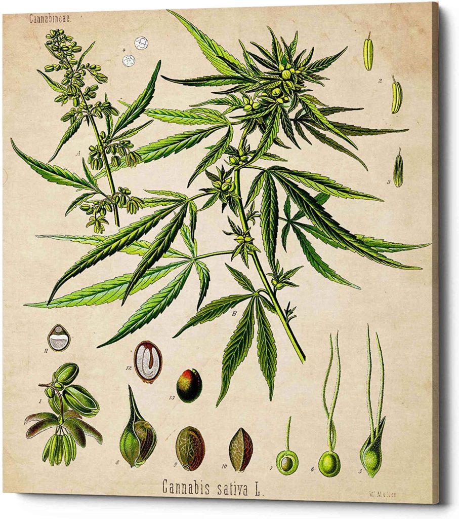 tipos cannabis