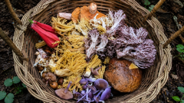Micoturismo en México: dónde recolectar y degustar hongos comestibles Canasta de mimbre con hongos silvestres comestibles recolectados en México, incluyendo Ramaria flava, changles y especies de bosque húmedo para micoturismo.