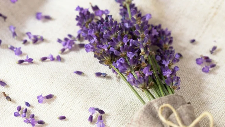 7 plantas que reducen el estrés, la ansiedad y que puedes tener en casa