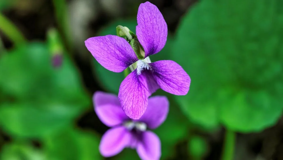 Beneficios del cannabinoide de la violeta: Tratamientos naturales sin alterar la conciencia