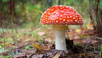 Hongosto 2025: actividades y talleres para aprender sobre hongos en CDMX Portadas (2)