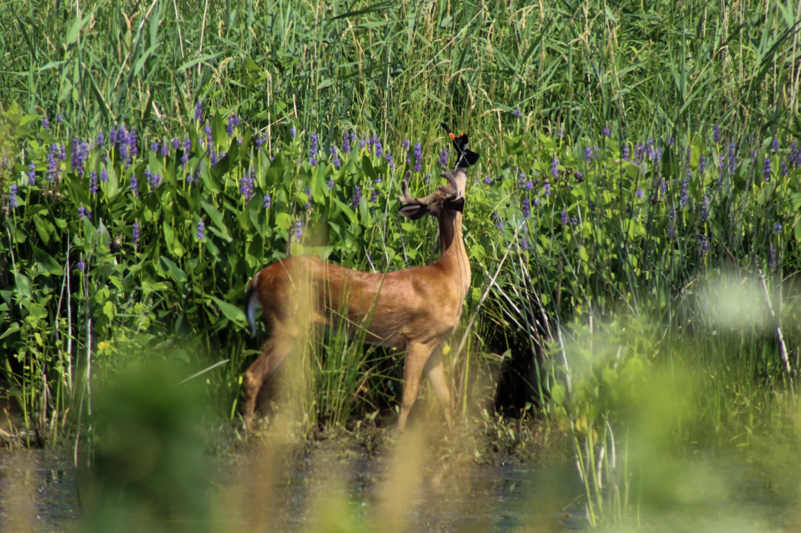 Acampar y fotografiar la vida silvestre: la combinación perfecta para unas vacaciones activas