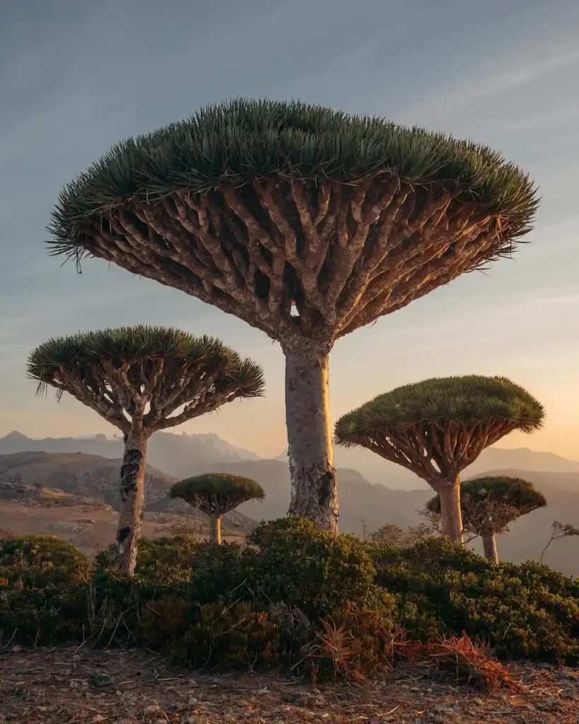 Paisaje onírico y surrealista en la isla de Socotra con extraños árboles botánicos y montañas de piedra caliza bajo un cielo despejado, capturando la naturaleza única del archipiélago.