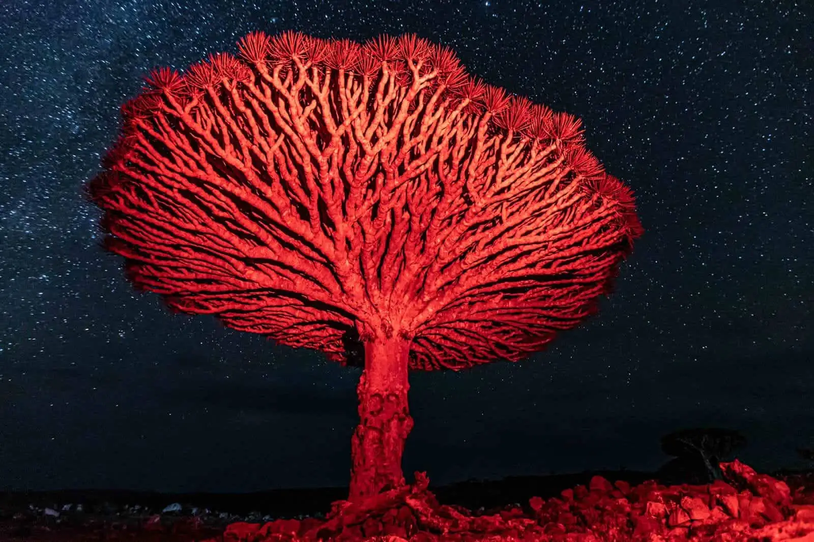 Socotra y su biodiversidad única: Naturaleza surrealista