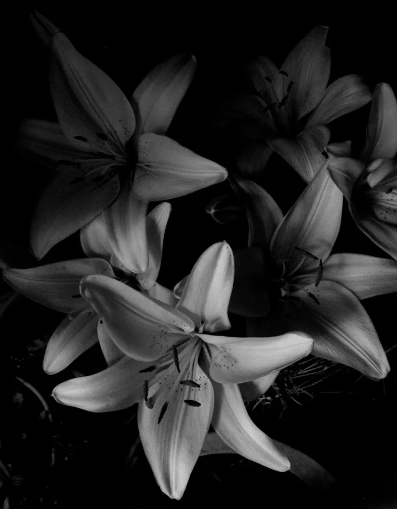 Fotografía botánica de Imogen Cunningham con enfoque nítido y angular, transformando una planta en una estructura de densidad escultórica mediante el uso de luz y volumen.