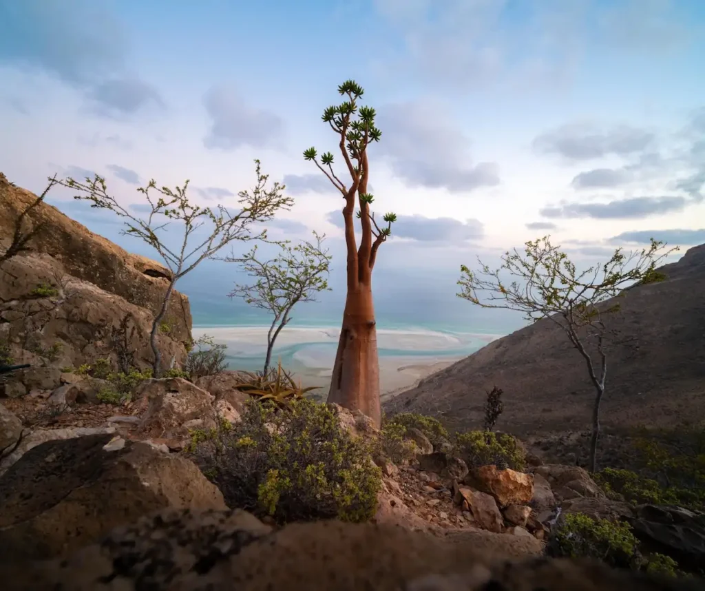 Paisaje onírico y surrealista en la isla de Socotra con extraños árboles botánicos y montañas de piedra caliza bajo un cielo despejado, capturando la naturaleza única del archipiélago.