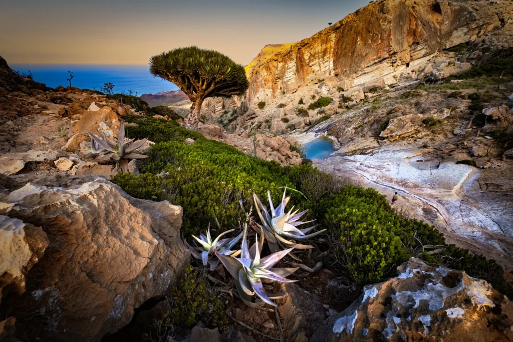 Árbol de sangre de dragón y plantas suculentas de aloe en un cañón de la isla de Socotra Yemen con el océano al fondo.