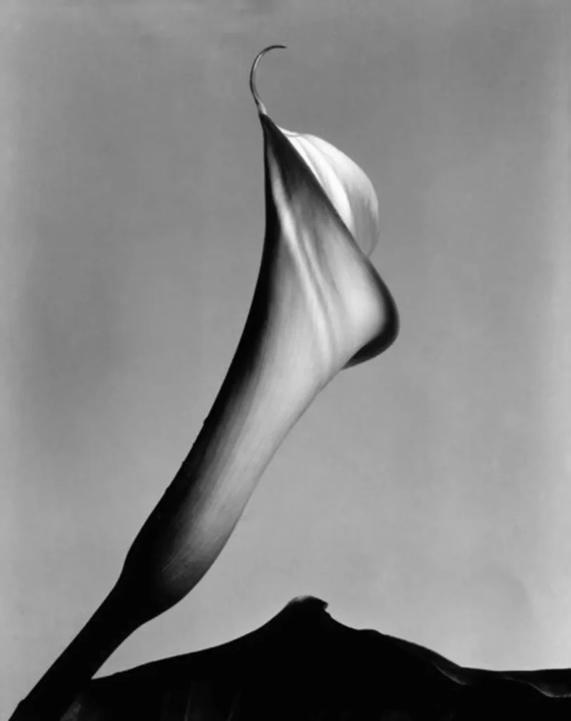 Fotografía botánica de Imogen Cunningham con enfoque nítido y angular, transformando una planta en una estructura de densidad escultórica mediante el uso de luz y volumen.