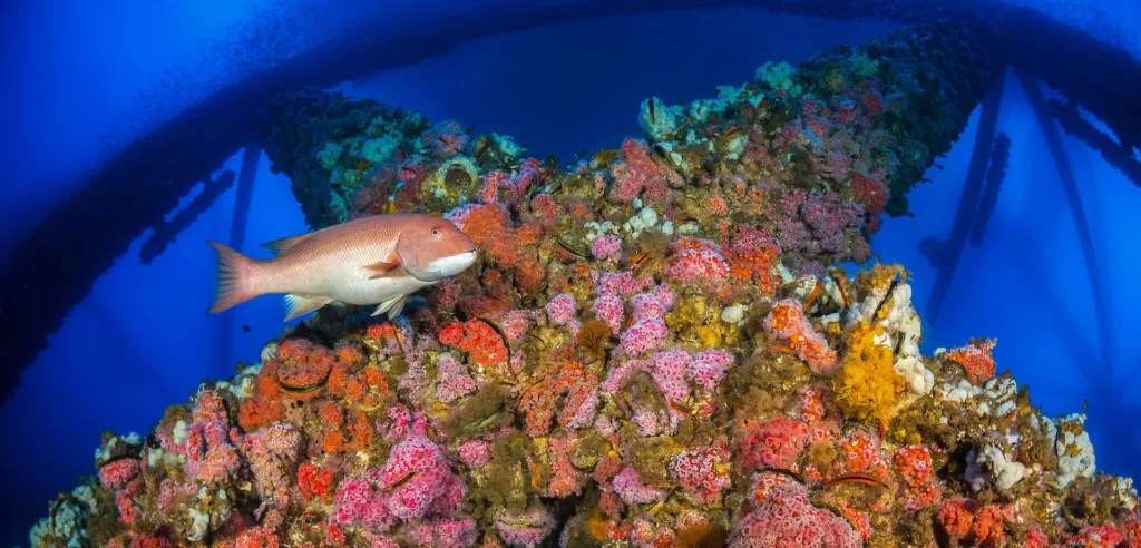 Un arrecife de coral artificial colonizando una estructura industrial submarina, ilustrando el greenwashing del turismo submarino.