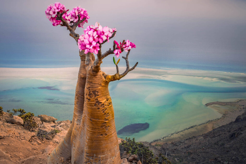 Rosa del desierto de Socotra con flores rosadas en un acantilado con vistas a la laguna de Detwah y el océano de fondo.