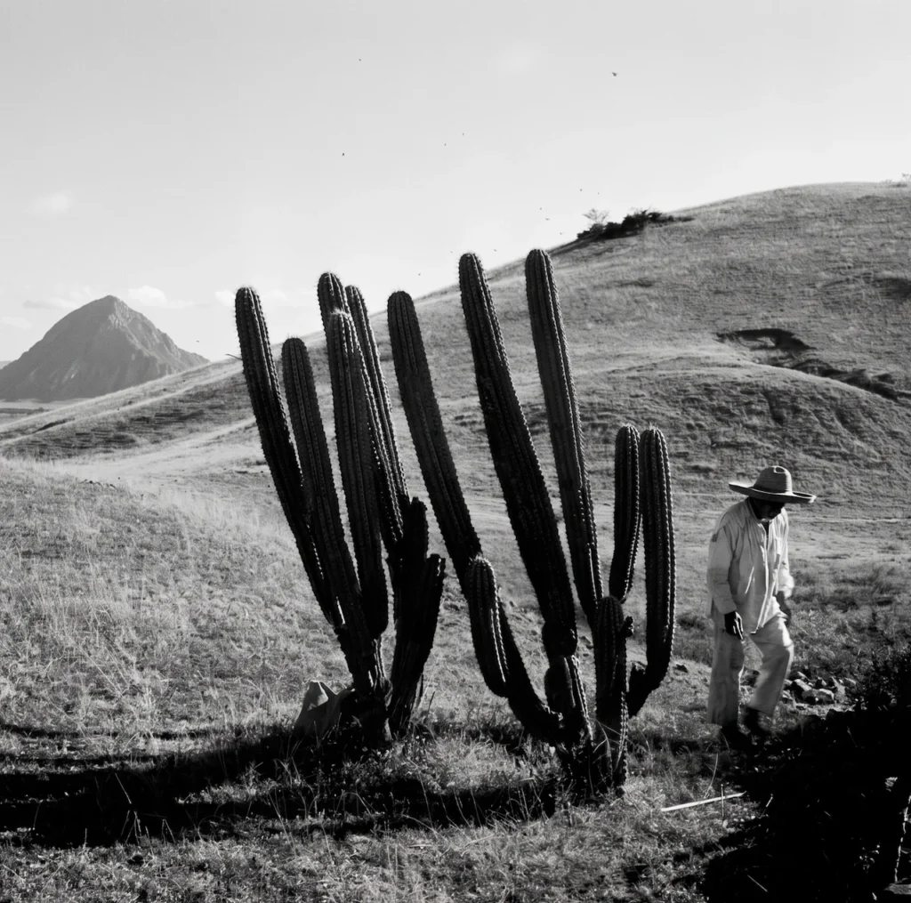 Paisaje del sur de Jalisco fotografiado por Juan Rulfo, con un campesino caminando entre cactáceas, evocando la atmósfera de Pedro Páramo.
