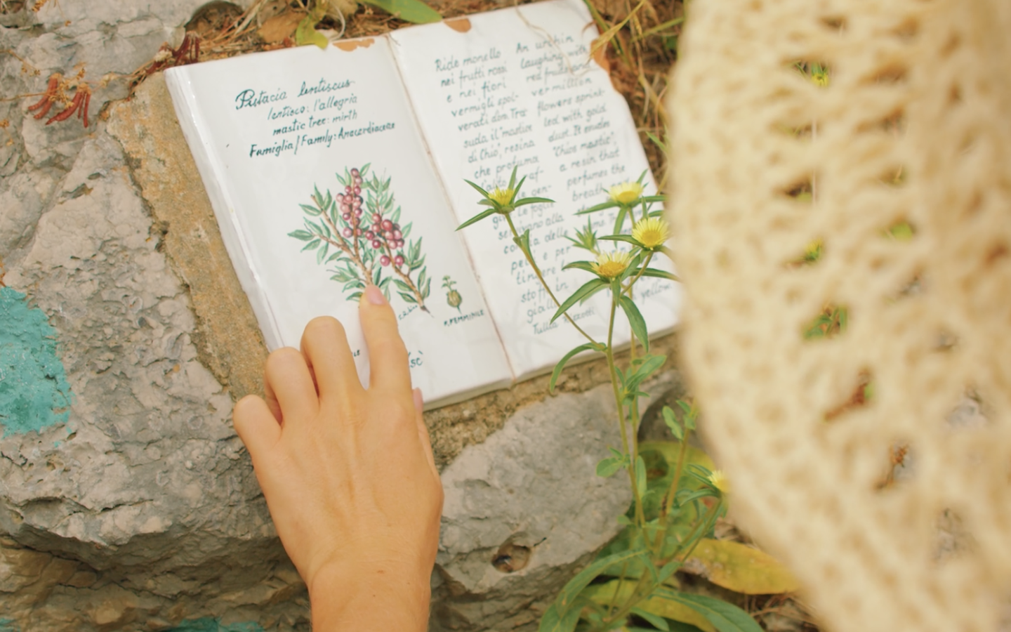 Descarga gratis los mejores libros ilustrados sobre botánica y biodiversidad