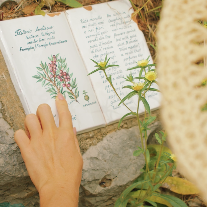 Colección de libros antiguos de botánica abiertos sobre una mesa rústica de madera exterior, mostrando grabados e ilustraciones de plantas medicinales como Solidago virgaurea, Rosmarinus officinalis y Urtica dioica.