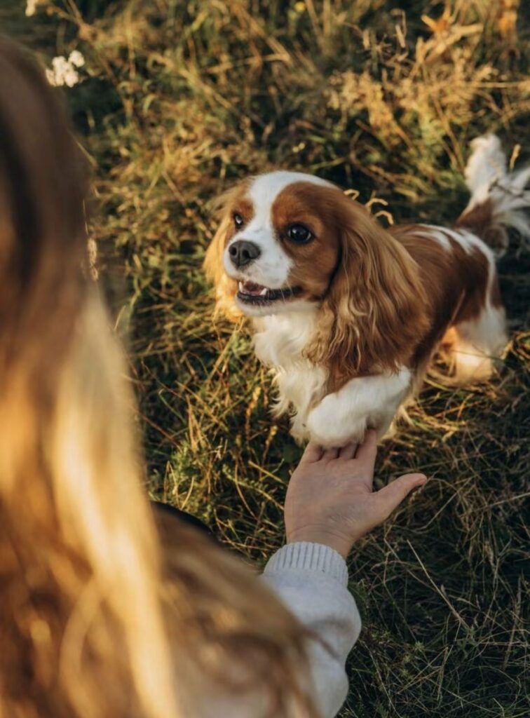Perro de raza Cavalier King Charles Spaniel de color marrón y blanco levantando una pata para tocar la mano de su dueña en un campo de pasto iluminado por el sol del atardecer.