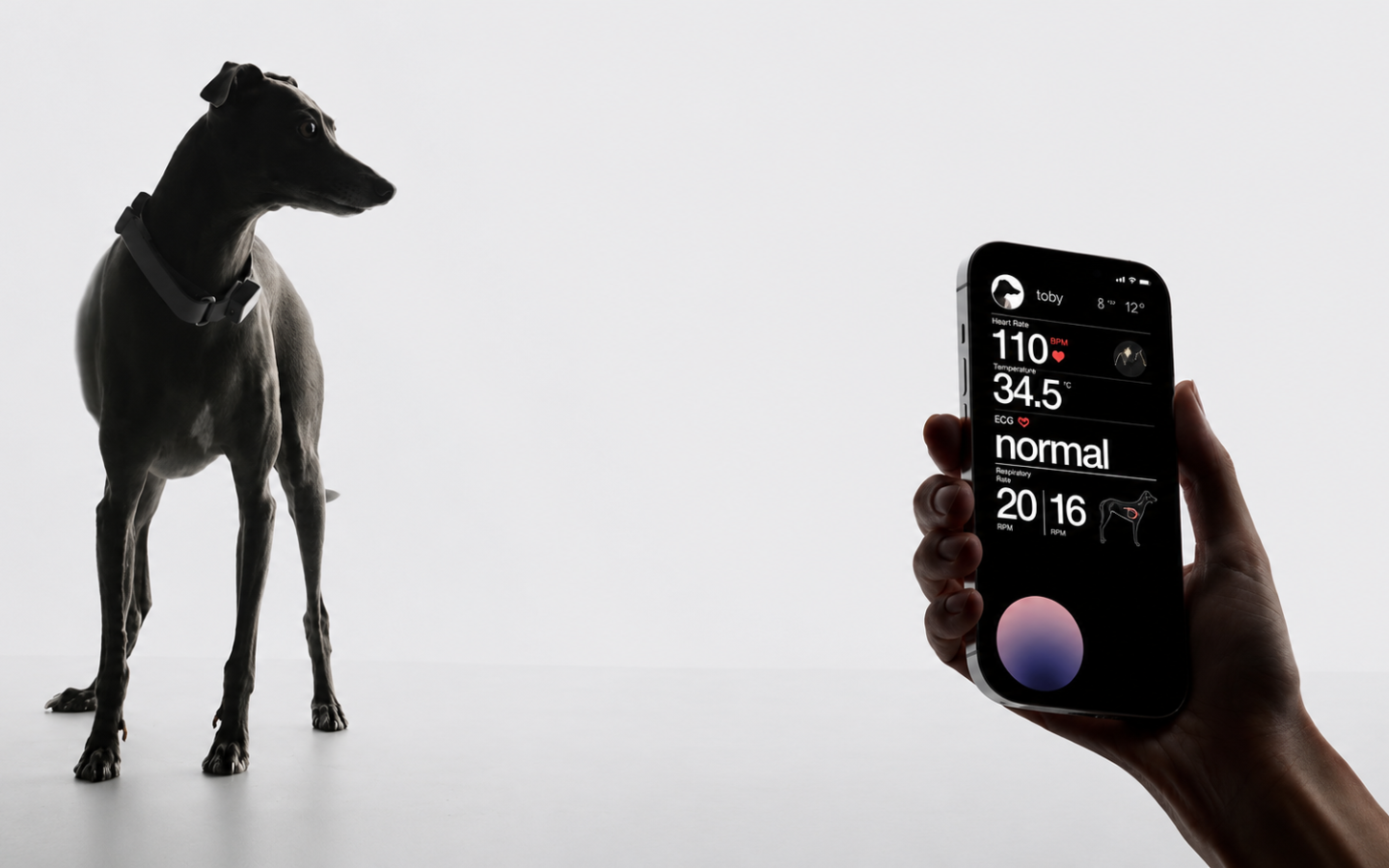 Tecnología para mascotas: guía de comederos, cámaras, GPS y otros