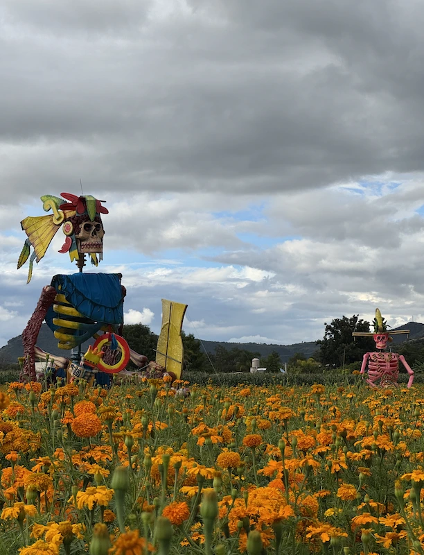 Dos figuras esqueléticas monumentales entre flores de cempasúchil, bajo un cielo nublado, en el Valle de Catrinas de Atlixco, Puebla.